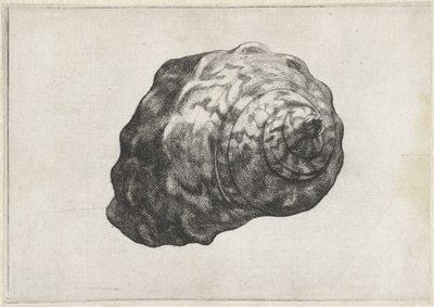 Coquille, turbo sarmaticus - Wenceslaus Hollar