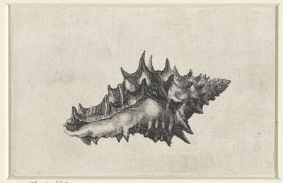 Schelp, vasum ceramicum - Wenceslaus Hollar