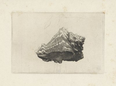 Coquille, vasum muricatum born - Wenceslaus Hollar