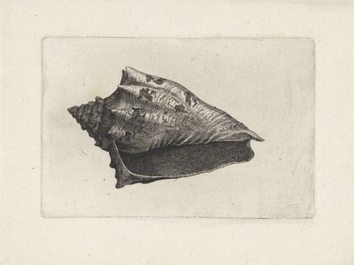 Coquille, voluta ebraea - Wenceslaus Hollar