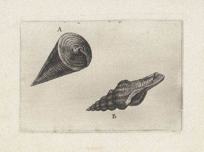 Coquillages, telescopium telescopium (A) et fusinus laticostatus (B) - Wenceslaus Hollar