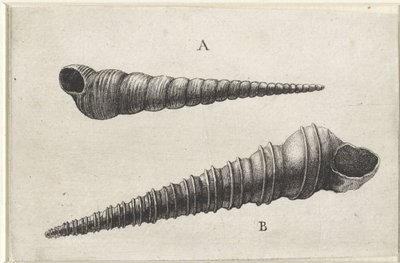 Coquillages, turritella terebra (A) et turritella duplicata (B) - Wenceslaus Hollar