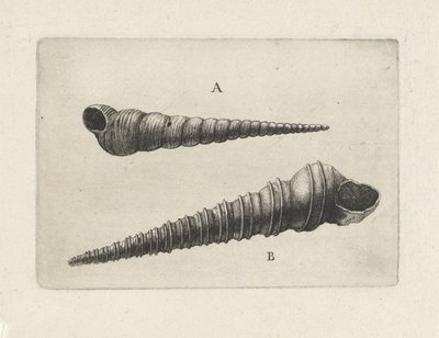 Coquilles, turritella terebra (A) et turritella duplicata (B) - Wenceslaus Hollar