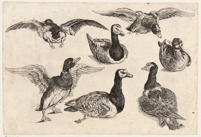Sept canards - Wenceslaus Hollar