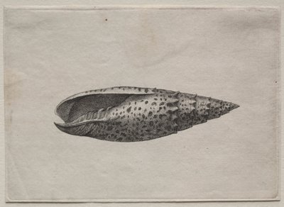Coquillages : Mitra papalis L - Wenceslaus Hollar