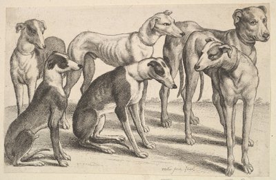 Six chiens, 1646 - Wenceslaus Hollar
