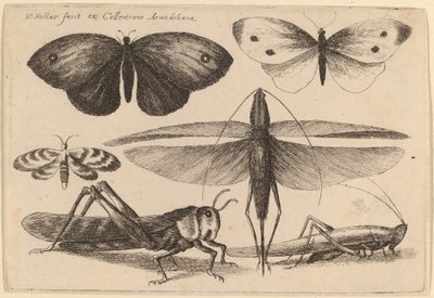 Six insectes - Wenceslaus Hollar