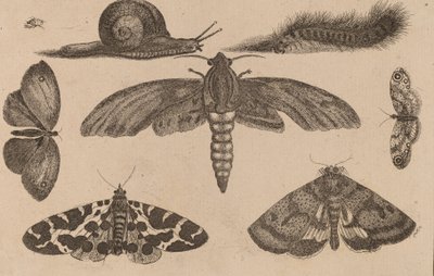Six insectes, une chenille et un escargot - Wenceslaus Hollar
