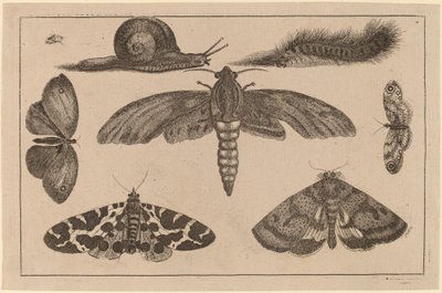 Six Insectes, une Chenille, et un Escargot - Wenceslaus Hollar