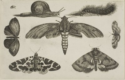 Six insectes, une chenille et un escargot - Wenceslaus Hollar