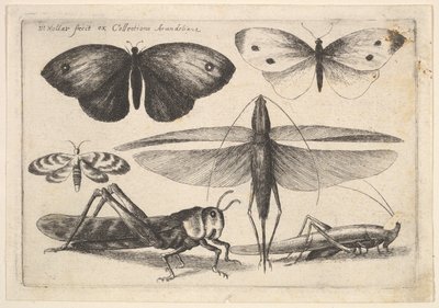 Six insectes - Wenceslaus Hollar