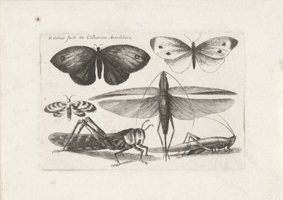 Sauterelles et papillons - Wenceslaus Hollar