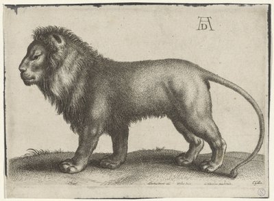 Lion debout - Wenceslaus Hollar