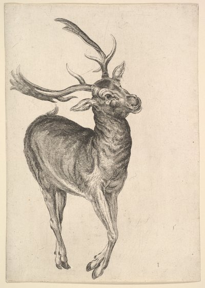 Cerf - Wenceslaus Hollar