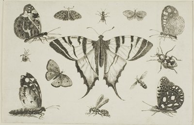 Papillon à queue d