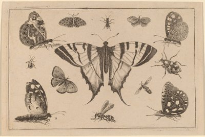 Papillon à queue d
