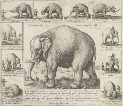 Éléphant apprivoisé - Wenceslaus Hollar