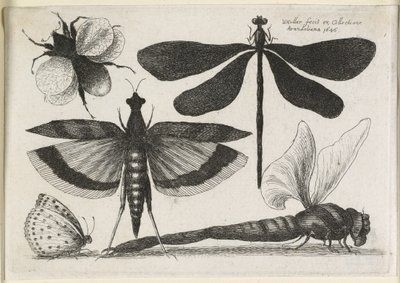 Le Set de Papillons, Un des Douze, 1646 - Wenceslaus Hollar
