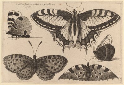 Trois papillons et deux papillons de nuit - Wenceslaus Hollar