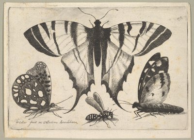 Trois Papillons et une Guêpe, 1646 - Wenceslaus Hollar