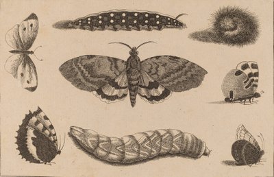 Trois chenilles, un papillon de nuit et quatre papillons - Wenceslaus Hollar