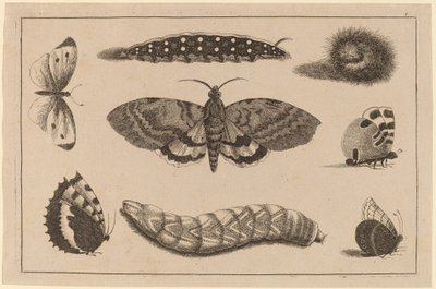 Trois Chenilles, un Papillon de Nuit et Quatre Papillons - Wenceslaus Hollar