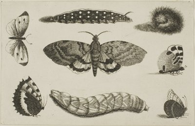Trois chenilles, un papillon de nuit et quatre papillons - Wenceslaus Hollar