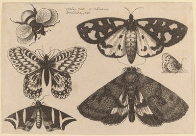 Trois papillons de nuit, deux papillons et un bourdon - Wenceslaus Hollar