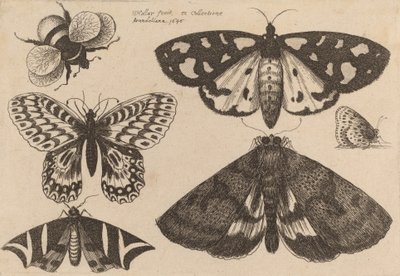 Trois papillons de nuit, deux papillons et un bourdon, 1646 - Wenceslaus Hollar