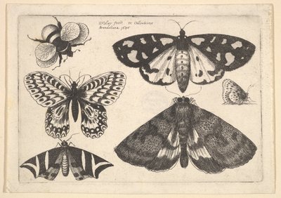 Trois papillons de nuit, deux papillons et un bourdon - Wenceslaus Hollar