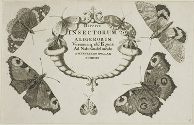 Page de titre de Diversae Insectorum - Wenceslaus Hollar