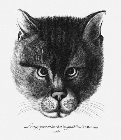 Véritable image du chat du tsar Alexis I Mikhailovich de Russie - Wenceslaus Hollar