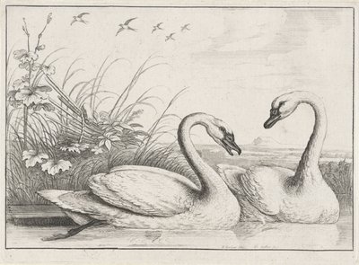 Deux cygnes - Wenceslaus Hollar