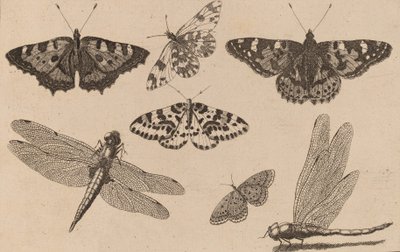 Deux Libellules et Cinq Papillons - Wenceslaus Hollar
