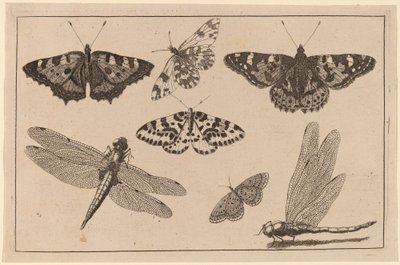 Deux libellules et cinq papillons - Wenceslaus Hollar