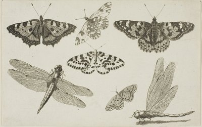 Deux Libellules et Cinq Papillons - Wenceslaus Hollar