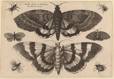 Deux papillons de nuit et six insectes - Wenceslaus Hollar