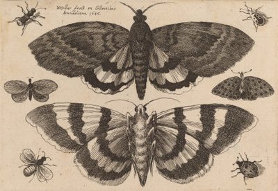 Deux papillons et six insectes, 1646 - Wenceslaus Hollar
