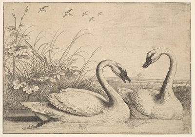 Deux cygnes, 1654-58 - Wenceslaus Hollar