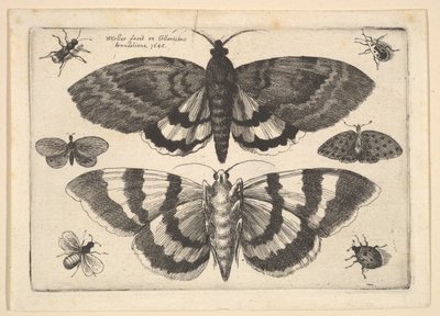 Deux papillons et six insectes, 1645 - Wenceslaus Hollar