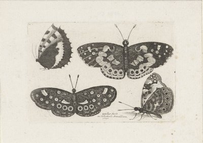 Quatre papillons - Wenceslaus Hollar