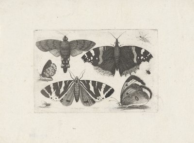 Quatre papillons, une mite, deux coléoptères et une mouche - Wenceslaus Hollar
