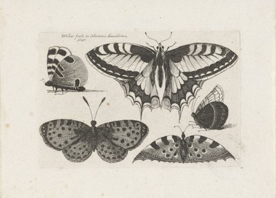 Cinq papillons - Wenceslaus Hollar