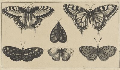 Cinq papillons et une mite - Wenceslaus Hollar