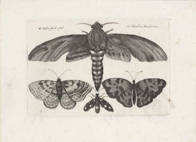 Papillons et un papillon de nuit - Wenceslaus Hollar