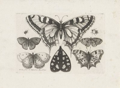 Papillons, scarabées et un papillon de nuit (Insecten, Muscarum Scarabeorum) - Wenceslaus Hollar