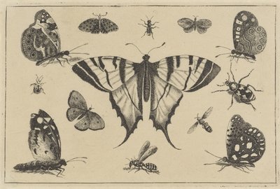 Papillons, guêpe et autres insectes - Wenceslaus Hollar