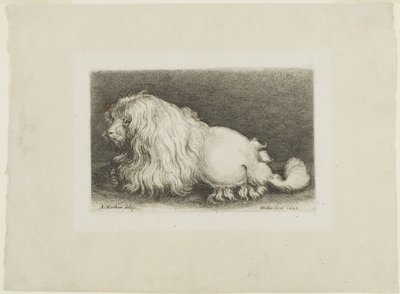 Chien blanc - Wenceslaus Hollar