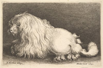 Chien blanc - Wenceslaus Hollar