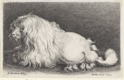 Chien blanc - Wenceslaus Hollar